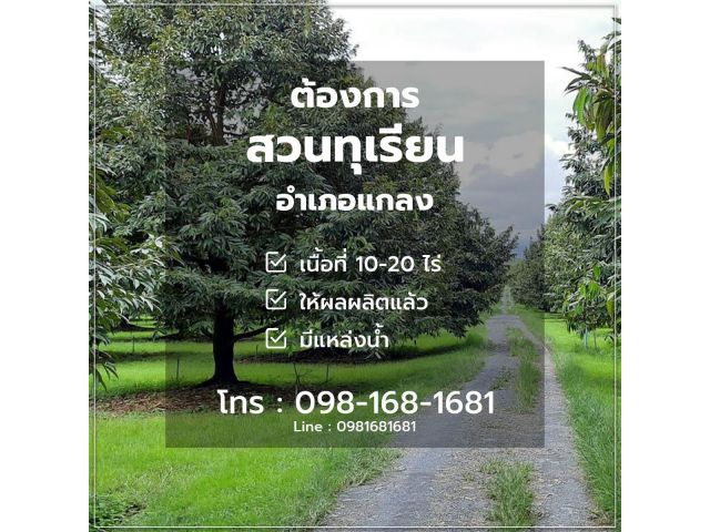 รับซื้อสวนทุเรียน 10-20 ไร่**(ปิดการหา ได้แล้วค่ะ)