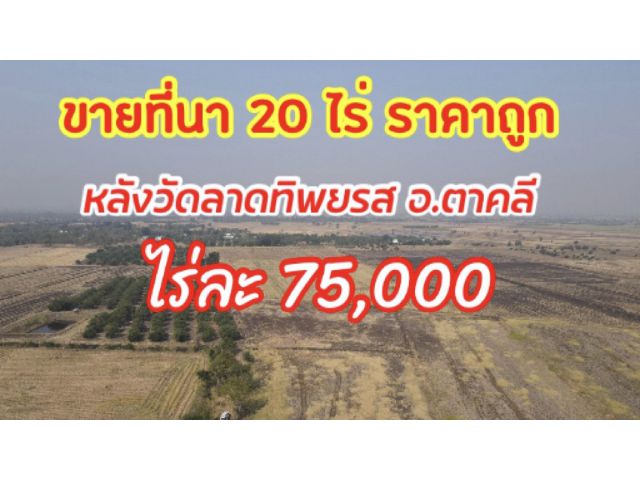 ขายที่นา 20 ไร่เศษ หลังวัดลาดทิพยรส อ.ตาคลี ราคาไร่ละ 75,000