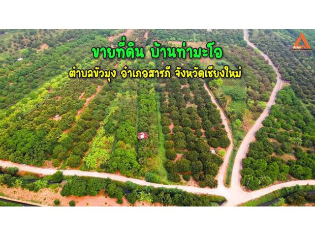 ขายที่ดิน บ้านท่ามะโอ ตำบลขัวมุง อำเภอสารภี จังหวัดเชียงใหม่