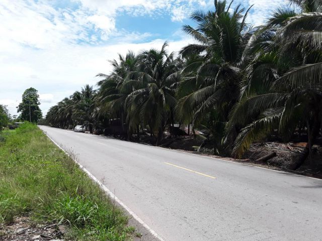 ขายที่ดินสวนมะพร้าว ทำเลดี ติดถนนลาดยาง 40 ไร่