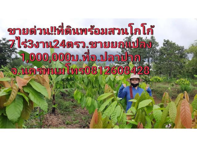 ด่วนๆ!!ขายที่ดินพร้อมสวนโกโก้7ไร่3งาน24ตรว.ขายยกแปลงลดรา1,000,000บ.ที่อ.ปลาปากจ.นครพนม