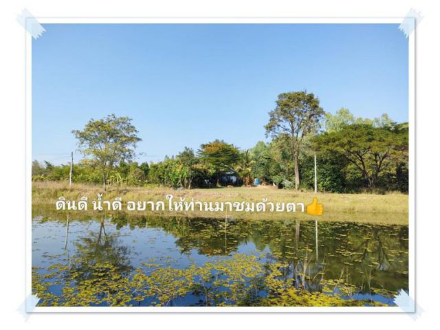 บ้านสวนในฝัน8ไร่เศษ ดินดี น้ำเยอะ พร้อมรายได้ บ้านฝาง เพียง 4.5แสนต่อไร่