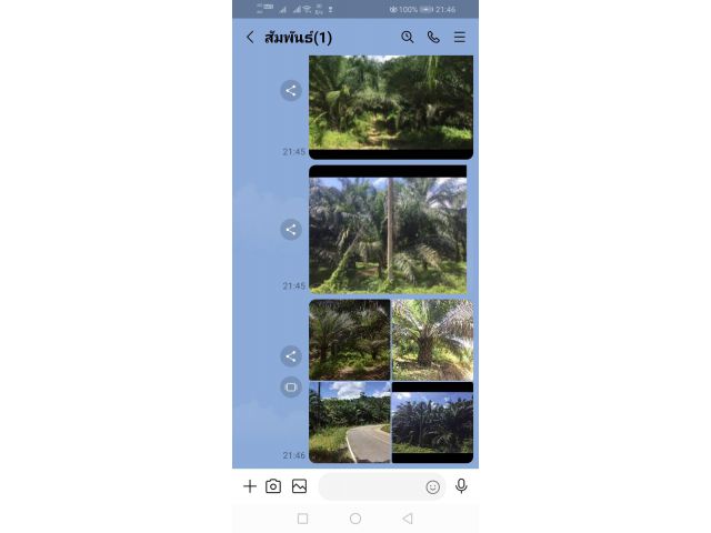 ขายสวนปาล์มโฉนด 22 ไร่