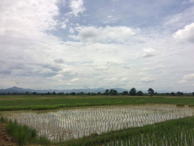 ขายที่นาบ้านแม่ปูคาสันกำแพงข้างสะพานบุญสะหรีแม่ปูคา