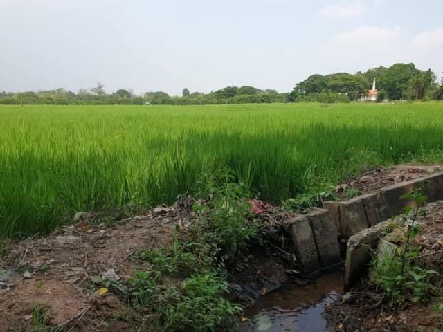 ขายที่นาบ้านมะขุนหวานสันป่าตองติดถนนสาธารณะพร้อมโอน