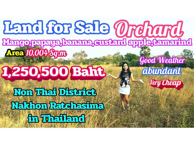 Land for sale with a mango plantation, very cheap price, Amnon Thai, Nakhon Ratchasima, Thailand.