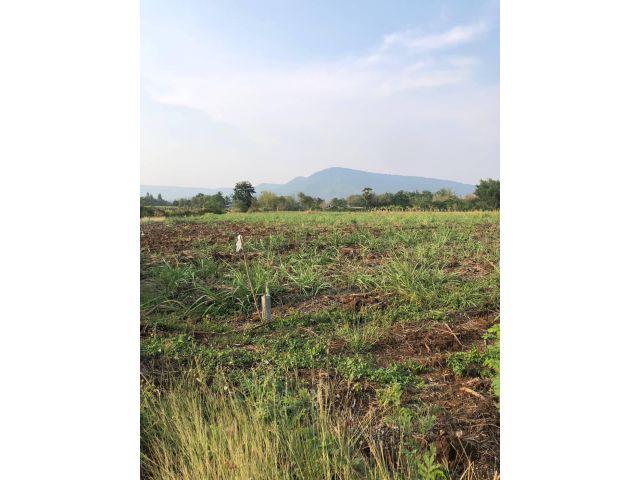 Land for sale in Khao Yai,Wang Sai ,Pak Chong ,Nakhon Ratchasima . ขายที่ดินเขาใหญ่ติดถนน 2 ไร่ใกล้ขุมชน ทำเลดี ต.วังไทร อ.ปากช่อง