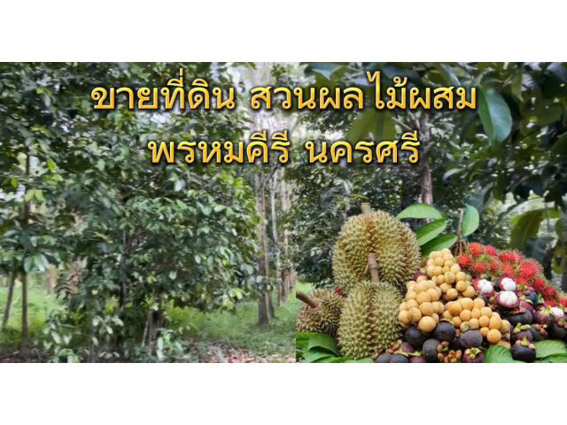 ขายที่ดิน 5-3-76 ไร่ พรหมคีรี นครศรีธรรมราช