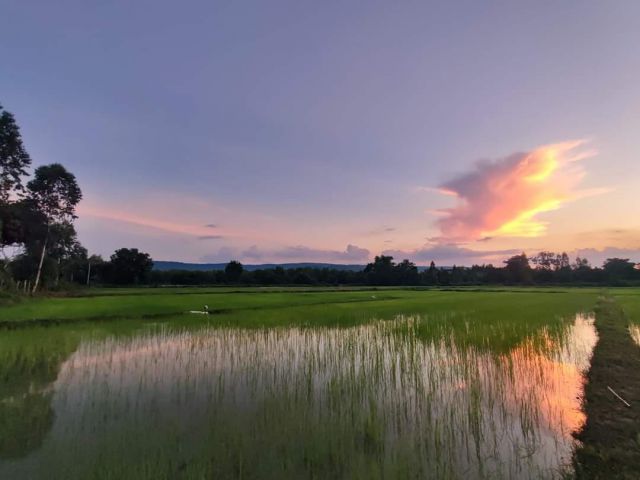 ขายที่นา วิวภูเขา ฟีล เขาใหญ่ บรรยากาศดี พระอาทิตย์ตกดินสวยมาก