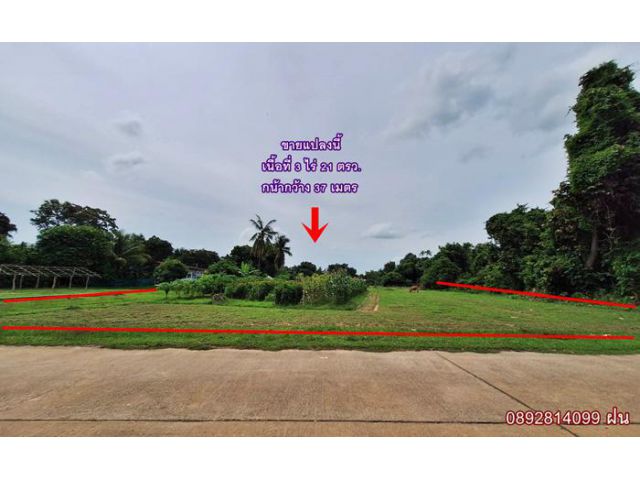 ที่ดินบ้านโชคเมือง ขามใหญ่ ติดถนนคอนกรีต 3 ไร่ 21 ตรว.หน้ากว้างสวย โฉนดครุฑแดง