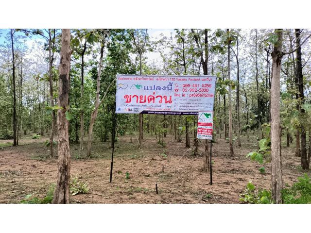 ที่ดินพร้อมสวนป่าสัก8-2-21 ไร่ ตำบลทุ่งยั้ง อำเภอลับแล จังหวัดอุตรดิตถ์