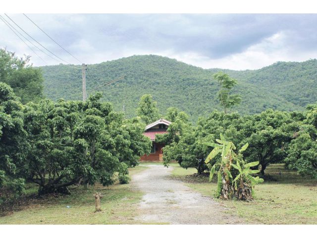 ขายที่ดินสวนลำไยในอำเภอเมืองลำพูน พร้อมบ้านในพื้นที่ ใกล้ถนนซุปเปอร์ ทำเลดีวิวดอย