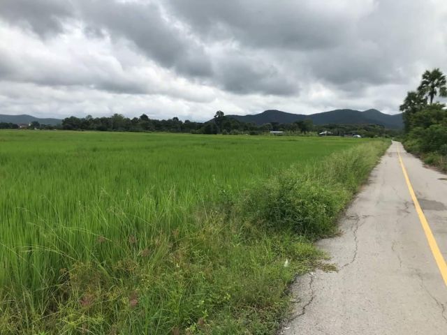 ขายที่นาดอยสะเก็ตใกล้ตลาดสดแม่ฮ้อยเงินพร้อมโอน