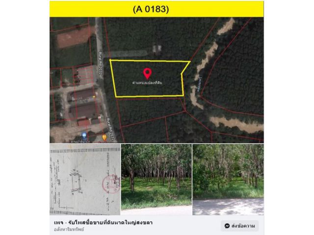 (A0183) สวนยาง ต.ปลักหนู อ.นาทวี ติดถนน สายหลัก  หน้ากว้าง 44 เมตร พื้นที่ 2 ไร่ 8.2 ตรว.