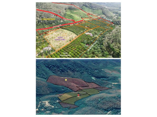 ขายสวนสวย ระนอง มังคุด+ยางพารา มีถนนคอนกรีตเข้าสวน Beautiful land for sale, Ranong, Mangosteen&rubber with concrete road