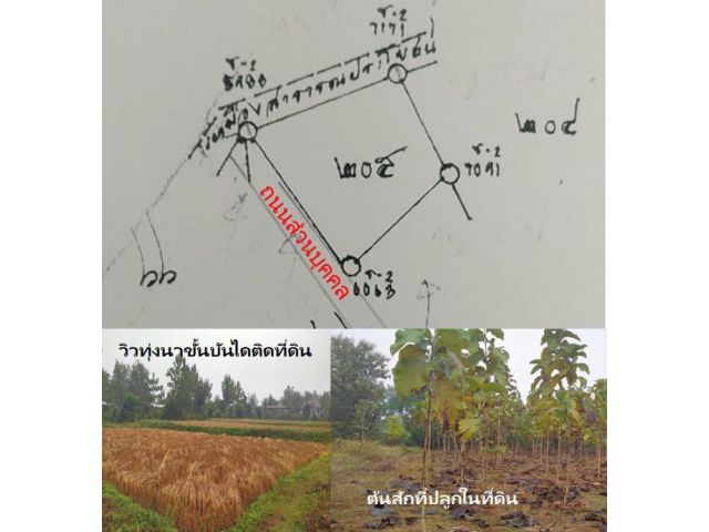 ขายที่โฉนด เนื้อที่ 2 ไร่ 2 งาน 14 ตรว. สวนสัก วิวทุ่งนา บรรยากาศดี ติดถนน 2 ด้าน ใกล้ชุมชนราคายกแปลง 690,000 บาท