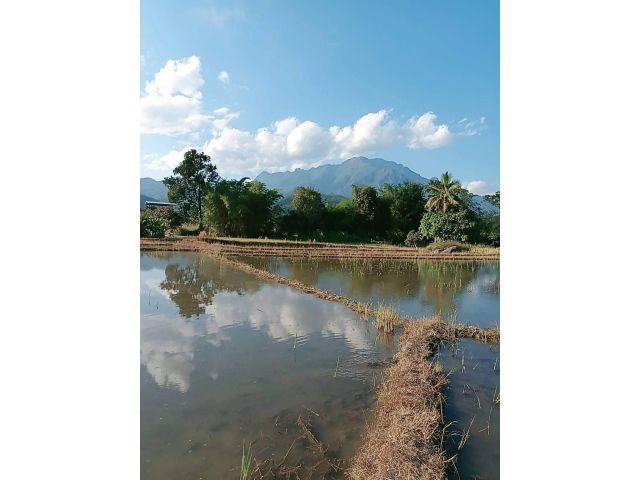 ขายที่ดินวิวดอยหลวงเชียงดาวบ้านแม่นะเชียงดาวพร้อมโอน