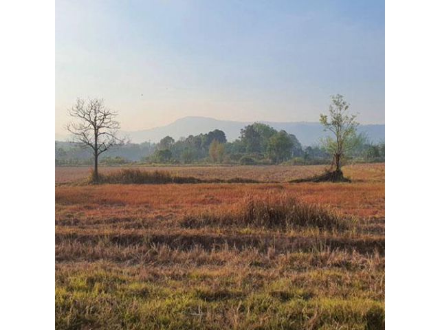 ที่ดินสวยสไตล์คนรักธรรมชาติ ใกล้ถนนคอนกรีต สะดวกใกล้ชุมชน ต.ร่องจิก อ ภูเรือ 5 ไร่ 1,200,000