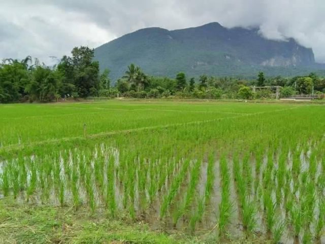 ขายที่นาวิวท้องนาเมืองงายเชียงดาววิวดอยหลวงพร้อมโอน