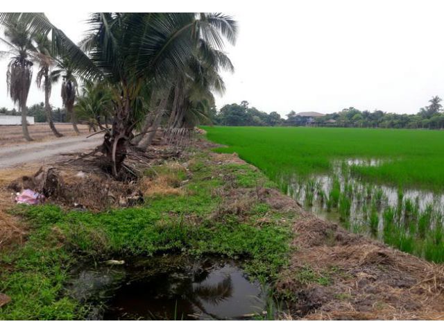 ขายที่ดิน ซอยวัดลำต้อยติ่ง ถนนสุวินทวงศ์ หนองจอก กรุงเทพมหานคร