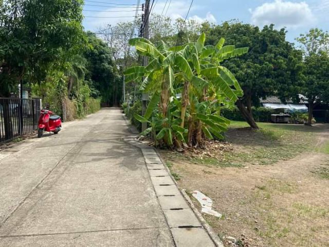 ขายที่ดินติดถนนคอนกรีตบ้านแหวนหางดงโฉนดพร้อมโอน