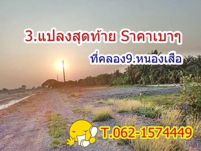 3.แปลงสุดท้ายSาคาเบาๆที่คลอง9.หนองเสือ.T.062-1574449