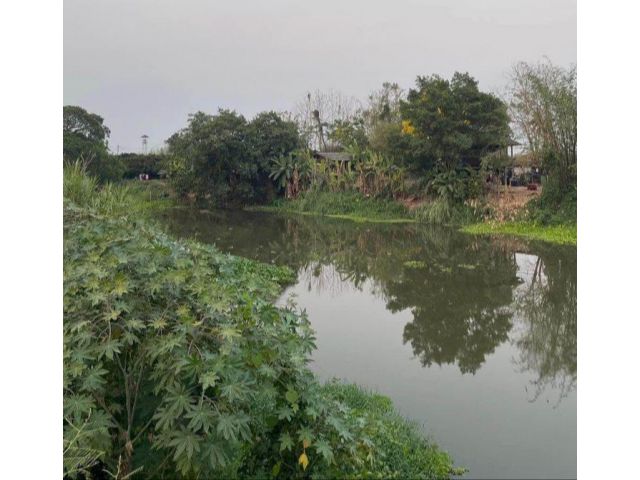 ขายที่ดินหน้าติดถนนเลียบน้ำปิงหลังติดน้ำปิงหางดงโฉนด