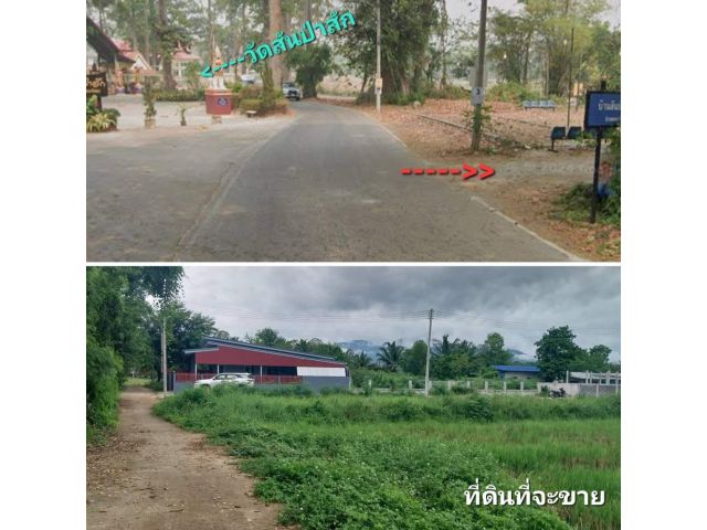 #*ขายที่ดิน9ไร่3งาน อยู่บ้านสันป่าสัก ต.สันทรายหลวง อ.สันทราย ขายถูกๆ