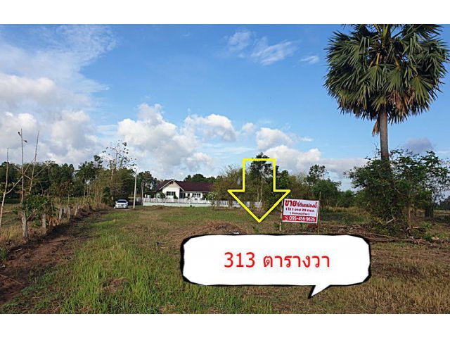 ขายที่ดิน 313 ตร.วา ใกล้โรงเรียนวังทองวิทยาคม