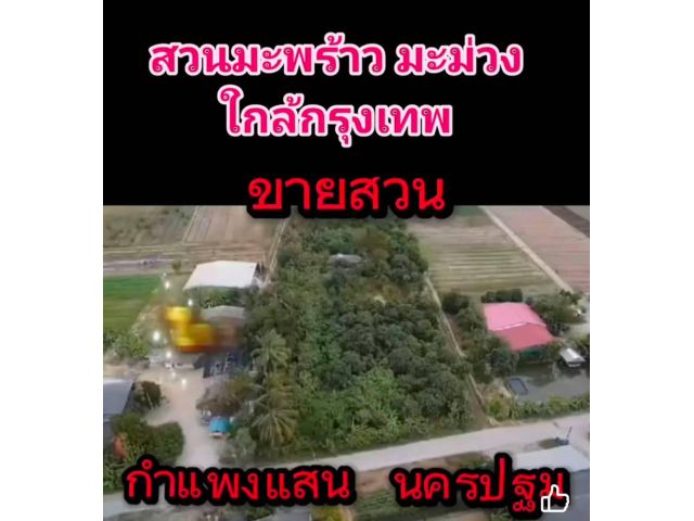 ขายสวนมะพร้าว 500 ต้น มะม่วง 10 ต้น พร้อมเก็บผลผลิต