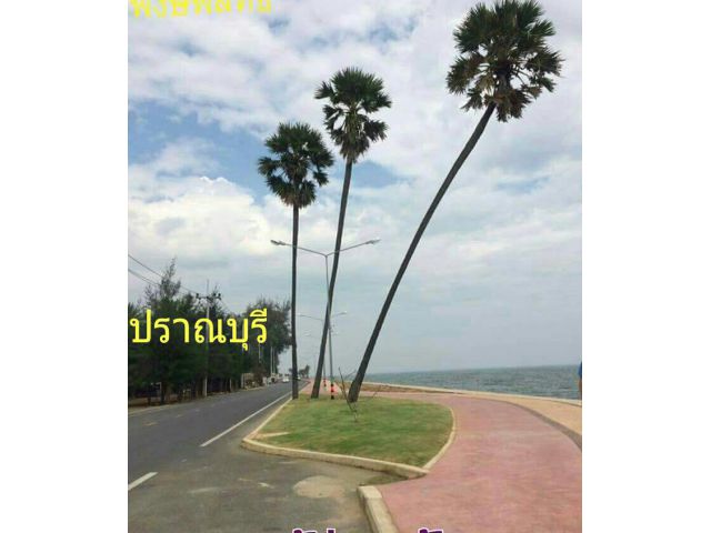 ขายด่วนที่ดิน 21-2-21 ตรว. บริเวณใกล้หาดปากน้ำปราณบุรี ขายไร่ละ 4 ล้าน