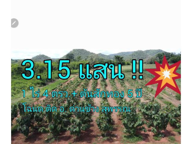 ที่ดินโฉนด พร้อมต้นสักทอง อายุ 5 ปี ติด อ.ด่านช้าง สุพรรณ แปลงละ 1 ไร่ 4 วา เจ้าของขาย