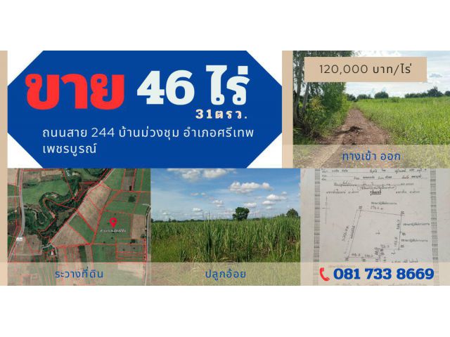 ขายที่ดินทำอ้อย/ทำนา 46ไร่ -งาน 31ตรว.ถนนสาย2244 คลองกระจัง ศรีเทพ เพชรบูรณ์