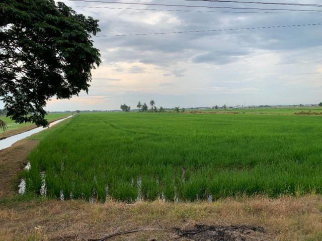 ขายที่ดิน ทำเลดี คลอง 8 ฝั่งตะวันออก อำเภอลำลูกกา จังหวัดปทุมธานี (เจ้าของขายเอง)