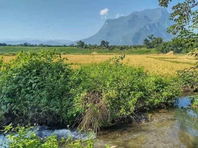 ขายที่ดินตำบลเชียงดาววิวดอยหลวงติดลำธารน้ำโฉนด