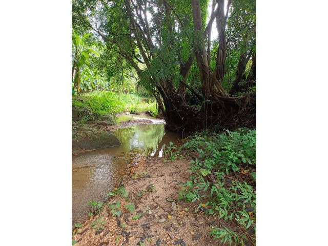 ขายที่สวนติดลำห้วยธรรมชาติบ้านเชิงดอยดอยสะเก็ตพร้อมโอน