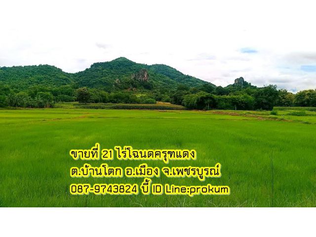 ขายที่ 21 ไร่โฉนดครุฑแดง ติดถนนลาดยาง